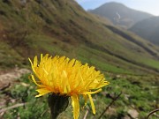 Cima Foppazzi (2097 m) e Cima Grem (2049 m) da Alpe Arera - 2ott23 - FOTOGALLERY